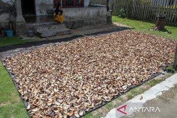 Pengolahan kopra di daerah kepulauan