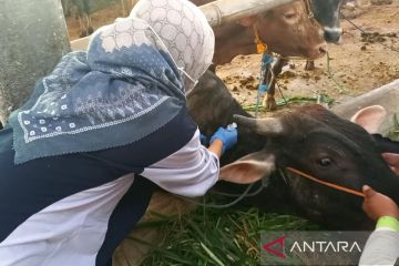 Dispangtan Surakarta obati sejumlah penyakit pada hewan kurban