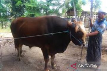Presiden Jokowi sumbang sapi kurban 1,05 ton untuk warga NTB