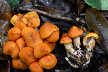Peneliti temukan spesies jamur baru di Yunnan, China