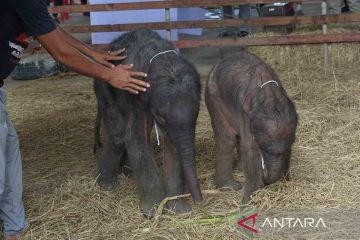 Kelahiran gajah kembar di Thailand