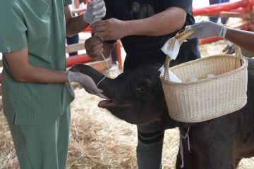Album Asia: Berkenalan dengan gajah kembar yang baru lahir di Thailand