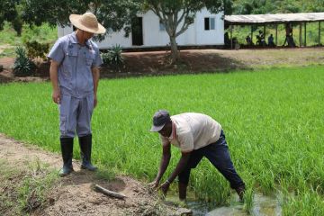 Kerja sama dengan China tingkatkan panen padi di Pantai Gading