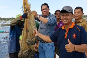 Shrimp Estate Kalteng sukses hasilkan belasan ton udang vaname