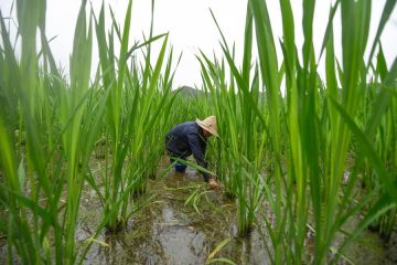 Tim peneliti China dirikan platform identifikasi gen unggul padi liar