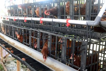 Mensos Risma berdayakan masyarakat melalui ternak ayam petelur