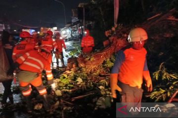 Pohon tumbang di Kota Bogor timpa pengendara motor hingga tewas