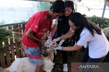 Distan Denpasar mulai periksa kesehatan hewan kurban