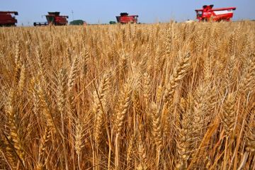 Peneliti China gunakan penyuntingan gen untuk perangi "kanker" gandum