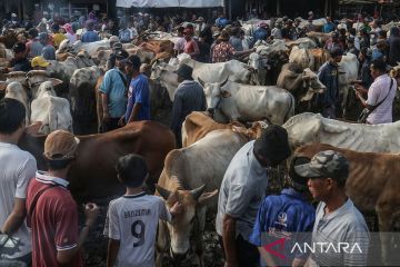Jelang Hari Raya Idul Adha 1445 H, Pasar Hewan Jonggol sediakan sapi sebanyak 900 ekor dan domba/kambing sebanyak 700 ekor