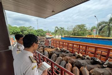 Balai Karantina Lampung: Terjadi peningkatan lalu lintas ternak di Mei