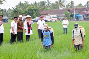 Beras organik Banyuwangi tersebar di belasan ribu pasar modern