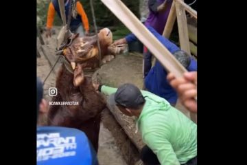 Damkar Pacitan evakuasi ternak sapi tercebur sumur warga