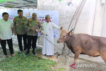 Polda Papua serahkan 58 sapi kurban di dua provinsi