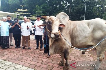 Ketua DPRD Bogor bagikan 48 sapi kurban Prabowo Subianto
