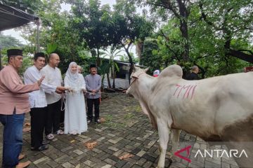 TMII berikan dua ekor sapi untuk kurban di Masjid Sunan Kalijaga