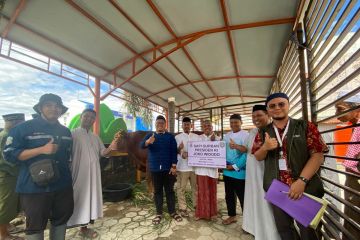 Sulbar distribusikan sapi bantuan Presiden Jokowi di Mamuju Tengah