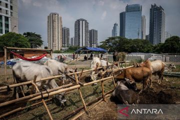 Pentingnya berperilaku ihsan kepada hewan kurban