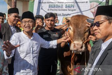 Penyembelihan sapi kurban bantuan Presiden di Palu