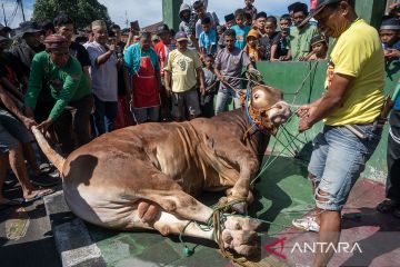 Penyembelihan sapi kurban bantuan presiden di Palu