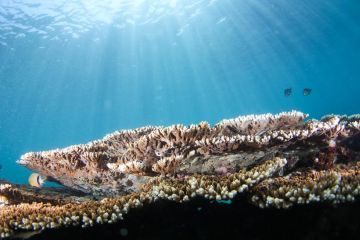 Kisah dedikasi peneliti China pulihkan "padang rumput" bawah laut