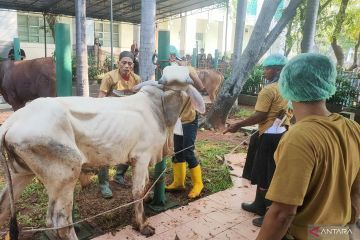 JIC sembelih 91 hewan kurban untuk dibagikan kepada 9.000 orang