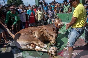 Penyembelihan sapi kurban Presiden Jokowi di sejumlah daerah