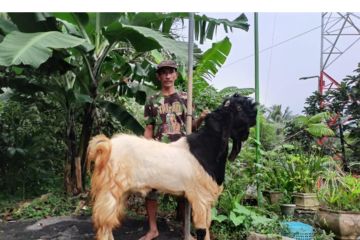 Berkat Pemberdayaan BRI, peternak kambing ini sukses kembangkan usahanya