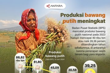 Produksi bawang putih meningkat