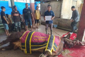 Selebgram Aceh sumbang sapi kurban 1,2 ton untuk warga Banda Aceh