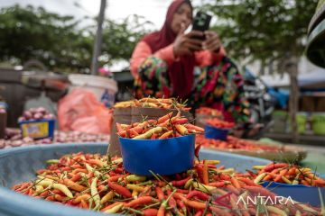 Harga cabai rawit di Palu masih tinggi