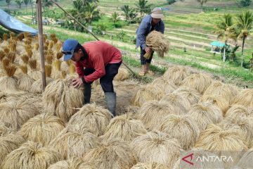 Petani di Desa Jatiluwih mulai panen padi beras merah