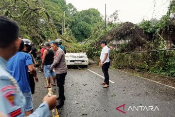 Hujan deras, pengemudi mobil tewas tertimpa pohon tumbang di Ambon