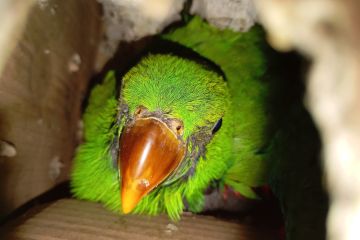 BKSDA Maluku amankan burung endemik di kantong plastik dari warga