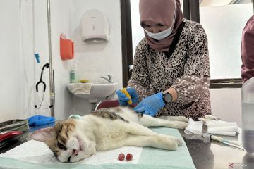 DKPP Bandung siapkan kuota kastrasi dan sterilisasi 100 ekor kucing