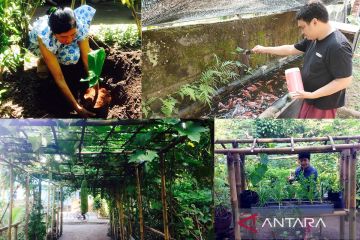 Membangun ketahanan pangan dari pekarangan rumah