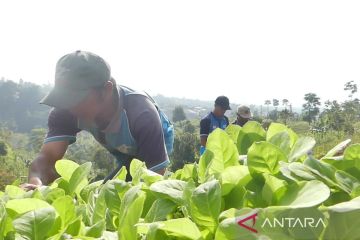 Tanaman tembakau di Temanggung capai sembilan ribu hektare