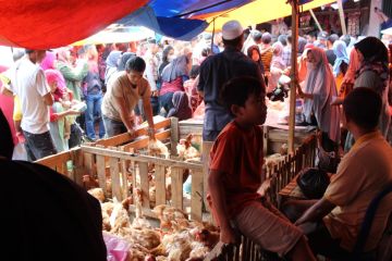 PDHI Lampung: Tata laksana peternakan yang baik cegah flu burung