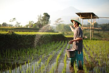 Kementan: Ada tiga program jaga ketahanan pangan saat perubahan iklim