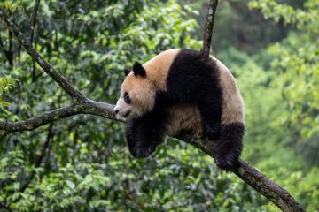 Sepasang panda raksasa tinggalkan kampung halaman untuk dikirim ke AS