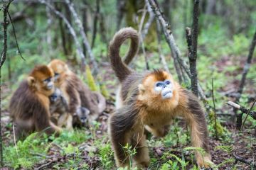 Populasi monyet emas langka meningkat di Shennongjia, China