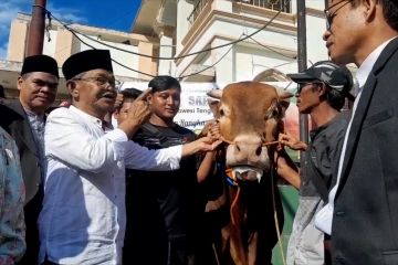 Arjuna, sapi kurban Presiden Jokowi diserahkan ke masyarakat Palu