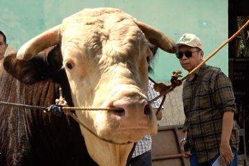 Bule, sapi 1.130 kg kurban presiden untuk warga Sumsel