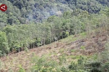 KLHK proses status hutan adat untuk hutan primer di Boven Digoel