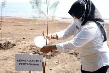 Konservasi, Kantah Batang tanam 100 cemara laut di Pantai Kuripan
