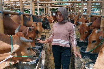 Mahasiswi asal Boyolali sukses raih cuan dari berternak sapi