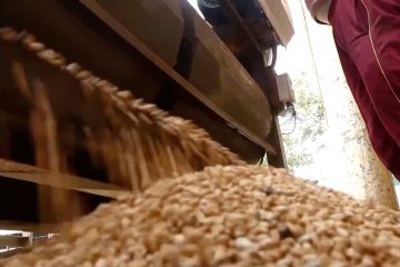 Pemerintah India berlakukan pembatasan stok gandum hingga Maret 2025