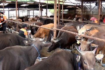 Pemerintah Kalteng jamin hewan kurban yang masuk bebas penyakit