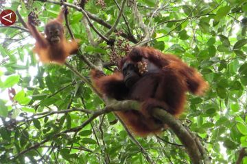 Populasi orangutan di TN Sebangau meningkat, ini kata Wamen LHK