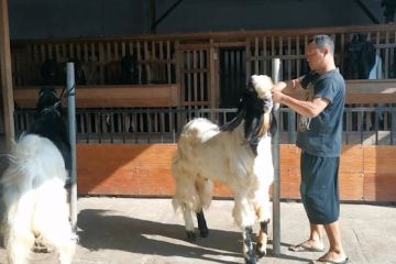 Kambing jumbo jadi hewan kurban primadona di Solo